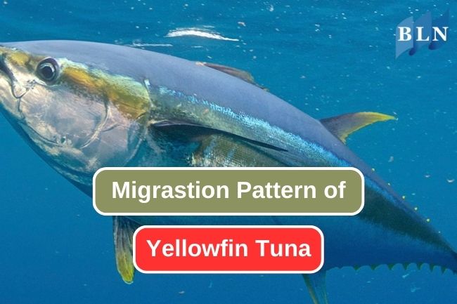 The Annual Journey of Yellowfin Tuna